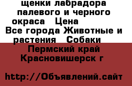 щенки лабрадора палевого и черного окраса › Цена ­ 30 000 - Все города Животные и растения » Собаки   . Пермский край,Красновишерск г.